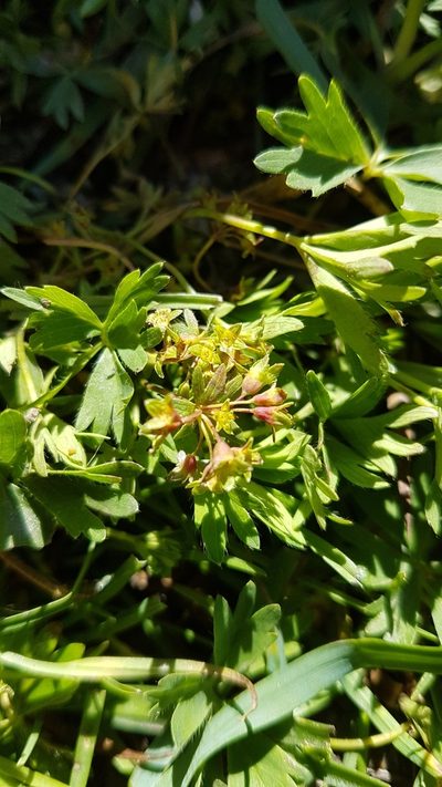 Alchemilla pentaphyllea, photographed by Aaron Iemma