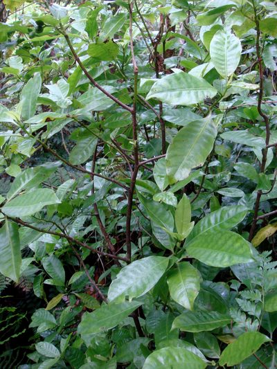 Psychotria whistleri, photographed by Peter de Lange