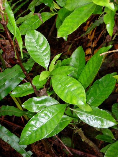 Psychotria whistleri, photographed by Peter de Lange