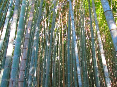 Phyllostachys edulis, photographed by siznax
