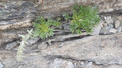 Artemisia genipi, photographed by Aaron Iemma