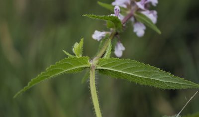 Stachys hispida, photographed by aarongunnar