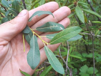 Salix pedicellaris, photographed by Reuven Martin