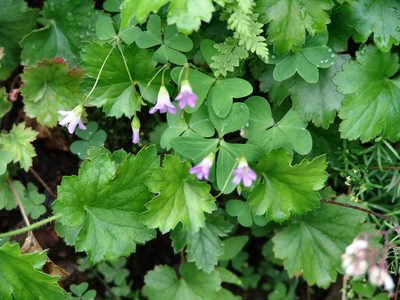 Oxalis alpina, photographed by Gordon C. Snelling