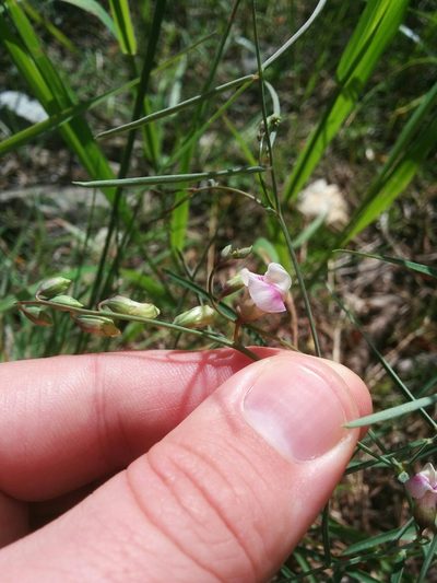 Lathyrus graminifolius, photographed by kweitemier