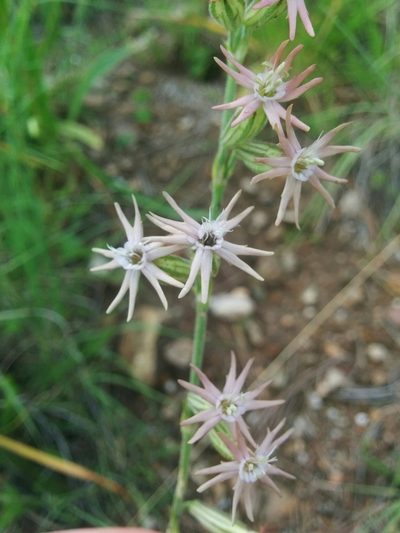 Silene scouleri, photographed by kweitemier