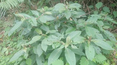 Phytolacca japonica, photographed by Cheng-Te Hsu