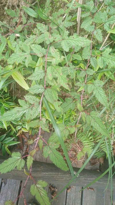 Rubus conduplicatus, photographed by Cheng-Te Hsu