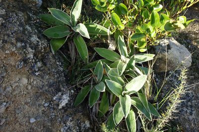 Celmisia hookeri, photographed by John Barkla