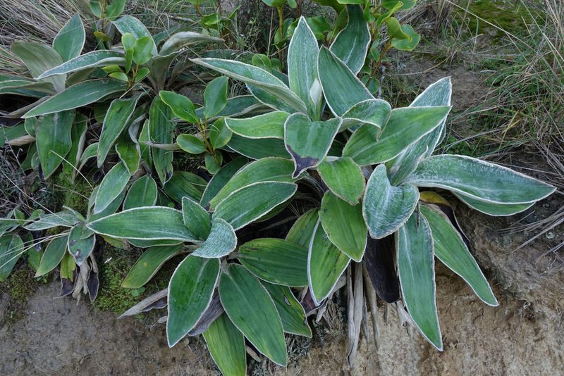 Celmisia hookeri, photographed by John Barkla