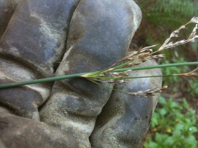 Juncus patens, photographed by Ken-ichi Ueda