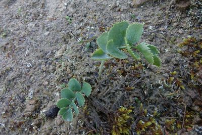 Gingidia grisea, photographed by John Barkla