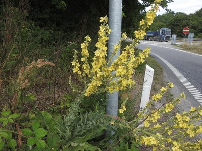 Verbascum speciosum, photographed by Wouter Koch