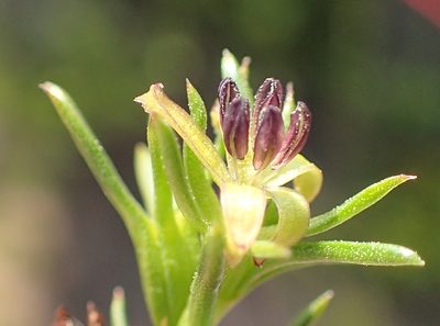 Carpacoce vaginellata, photographed by Nicola van Berkel