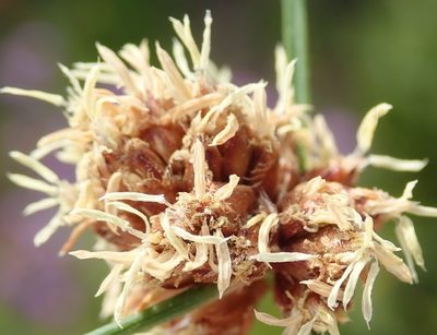 Ficinia laciniata, photographed by Nicola van Berkel