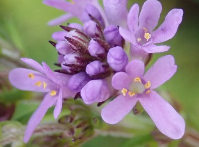 Selago villicaulis, photographed by Nicola van Berkel
