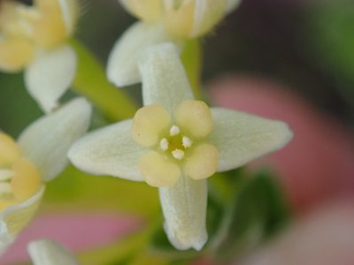 Gnidia chrysophylla, photographed by Nicola van Berkel
