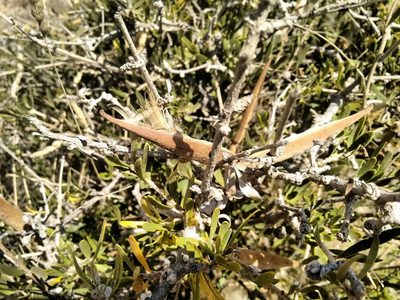 Periploca angustifolia, photographed by Rafael Medina