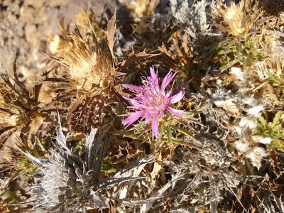 Atractylis humilis, photographed by Rafael Medina