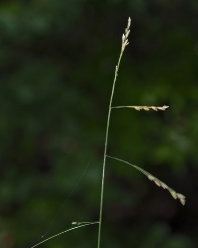 Festuca subverticillata, photographed by aarongunnar