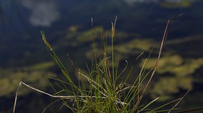 Rhynchospora capillacea, photographed by aarongunnar