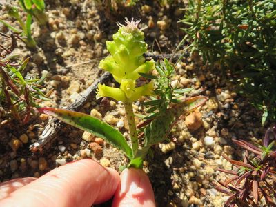 Lachenalia lutea, photographed by linkie