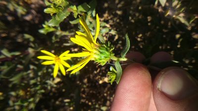 Grindelia tarapacana, photographed by cstobie