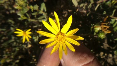 Grindelia tarapacana, photographed by cstobie