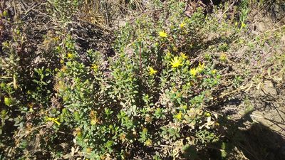 Grindelia tarapacana, photographed by cstobie