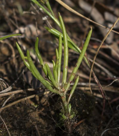 Phemeranthus rugospermus, photographed by aarongunnar