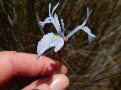 Moraea ogamana, photographed by melda