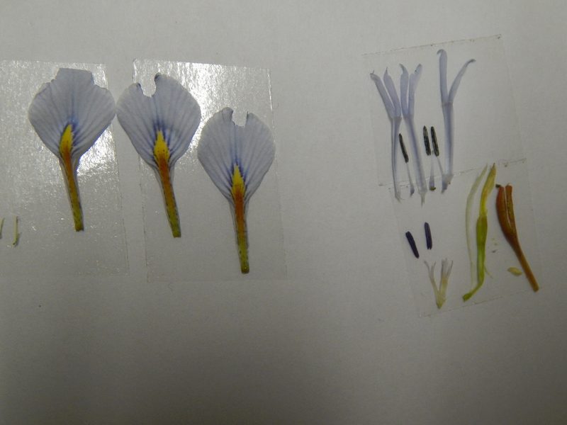 Moraea ogamana, photographed by melda