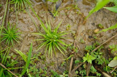 Eriocaulon cinereum, photographed by Cheng-Tao Lin