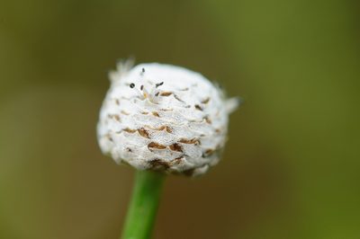 Eriocaulon cinereum, photographed by Cheng-Tao Lin