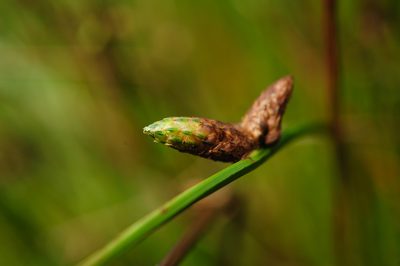 Schoenoplectiella juncoides, photographed by Cheng-Tao Lin
