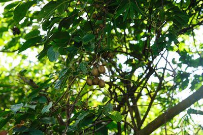 Actinidia rufa, photographed by Cheng-Tao Lin