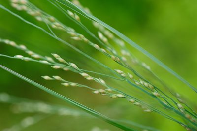 Panicum repens, photographed by Cheng-Tao Lin
