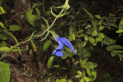 Salvia patens, photographed by Juan Cruzado Cortés