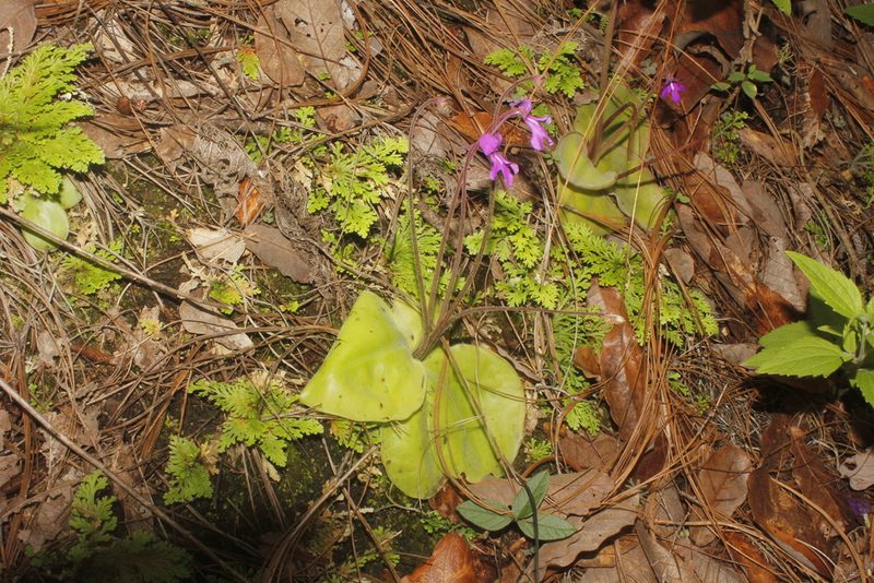 Pinguicula macrophylla, photographed by Juan Cruzado Cortés