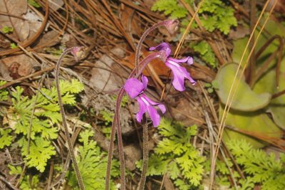Pinguicula macrophylla, photographed by Juan Cruzado Cortés
