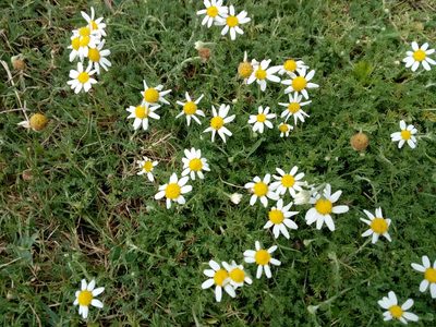 Anthemis arvensis, photographed by Crap Fou
