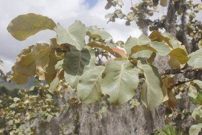 Quercus resinosa, photographed by Juan Cruzado Cortés
