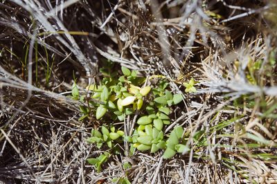 Leptopetalum taiwanense, photographed by Cheng-Tao Lin