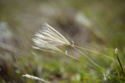 Chloris divaricata, photographed by Cheng-Tao Lin