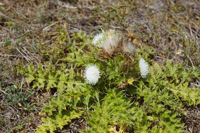Cirsium brevicaule, photographed by Cheng-Tao Lin