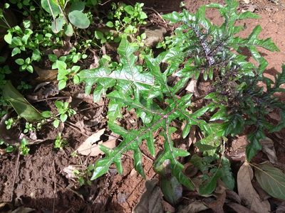 Solanum atropurpureum, photographed by Piter Kehoma Boll