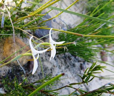 Disa bifida, photographed by linkie