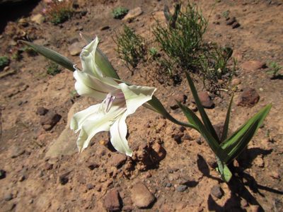 Gladiolus grandiflorus, photographed by douglaseustonbrown
