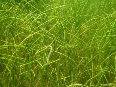 Syringodium filiforme, photographed by taniacota