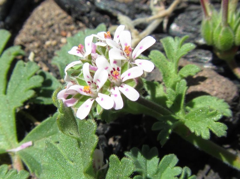 Pelargonium nanum, photographed by douglaseustonbrown
